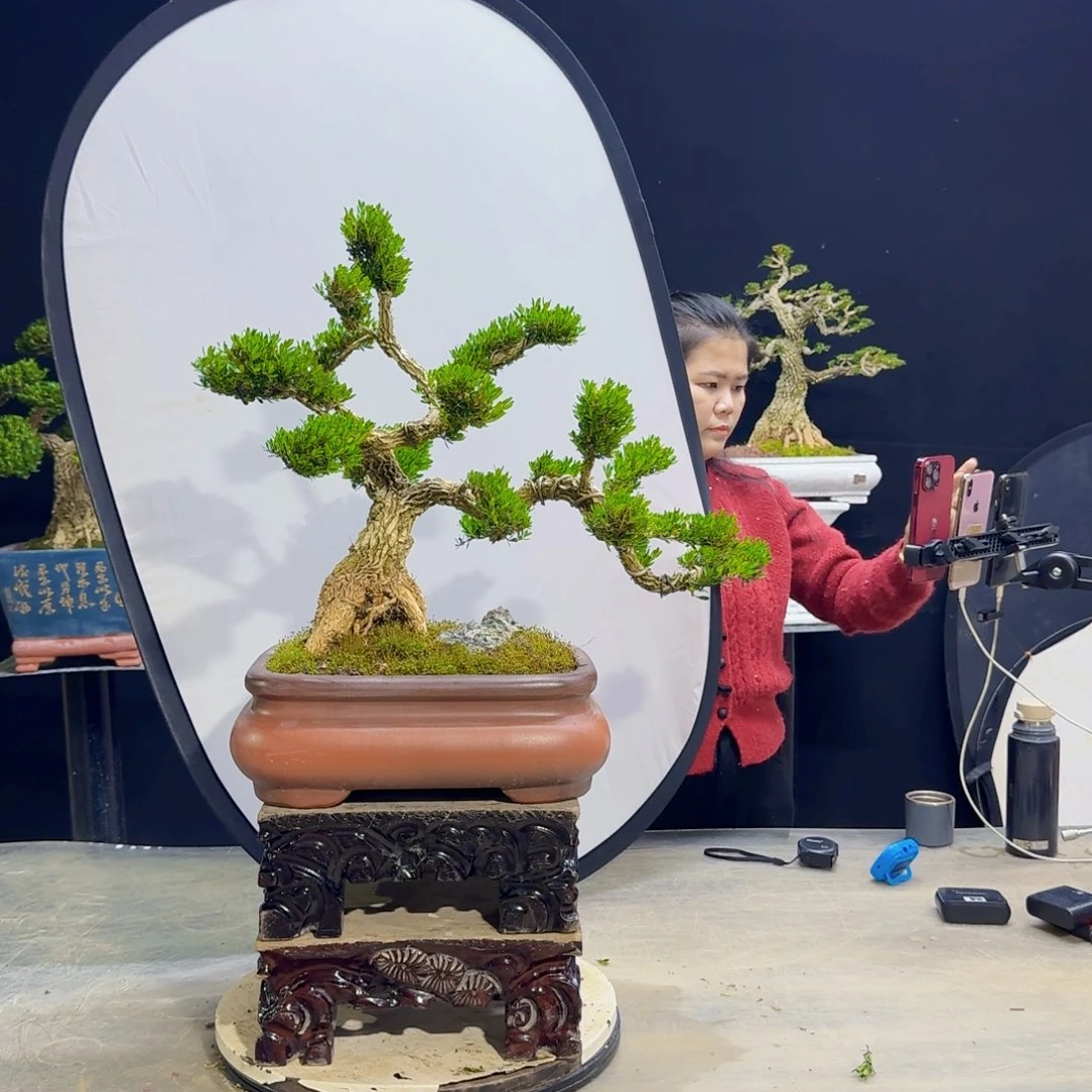 高端盆景艺术作品