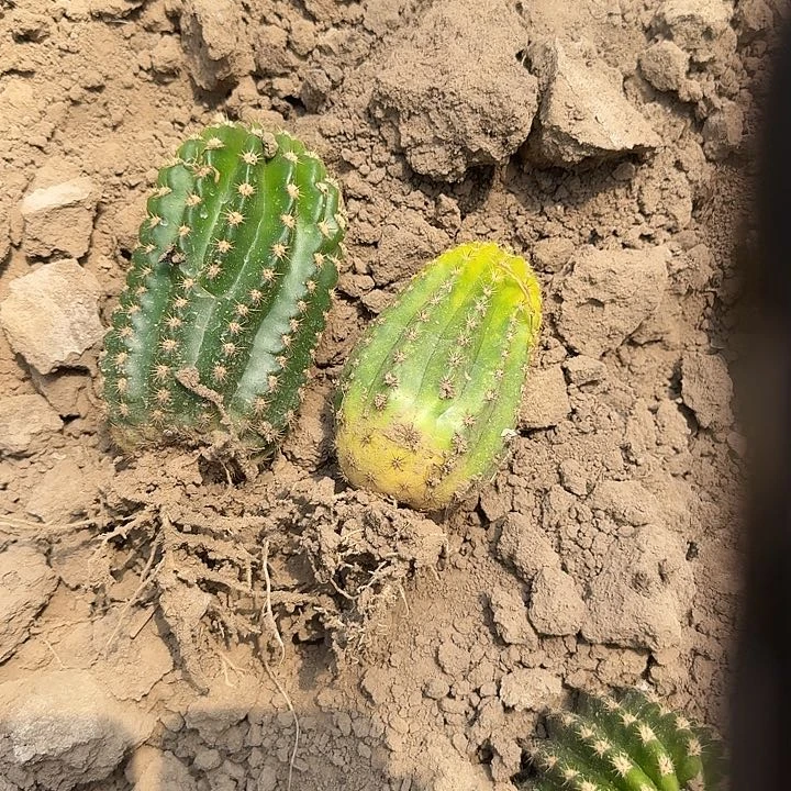 咪*嘟紫薇星根8公分高毛花柱