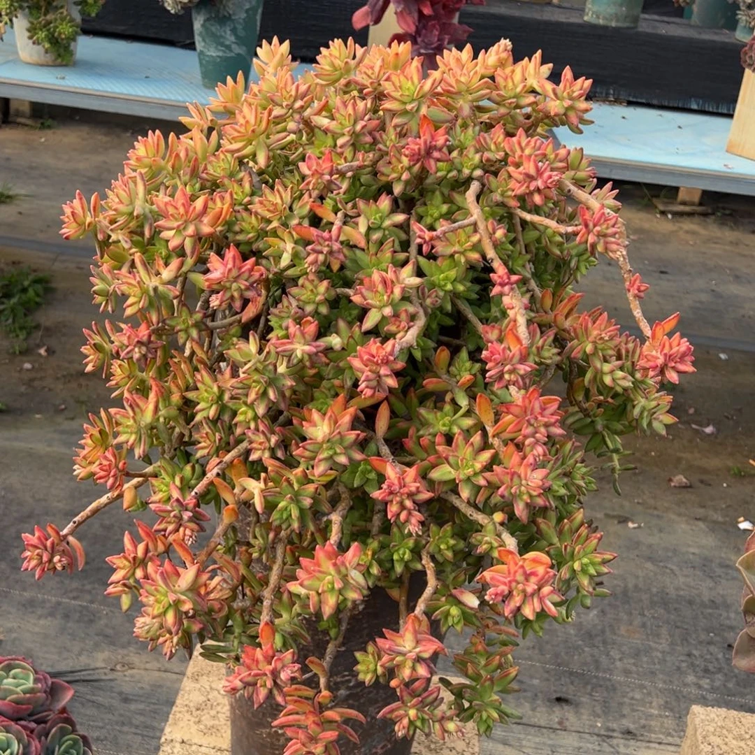 原始明月带盆发物流自理。