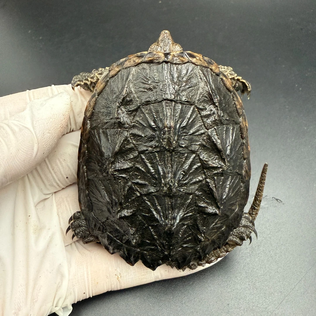 精品北美冷水鳄鱼龟