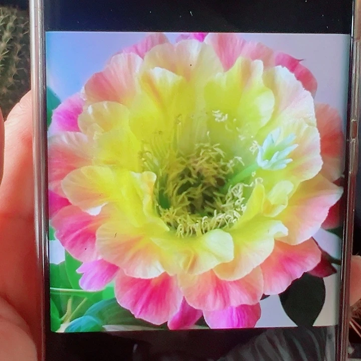 毛花柱大满贯侧芽拍一发二