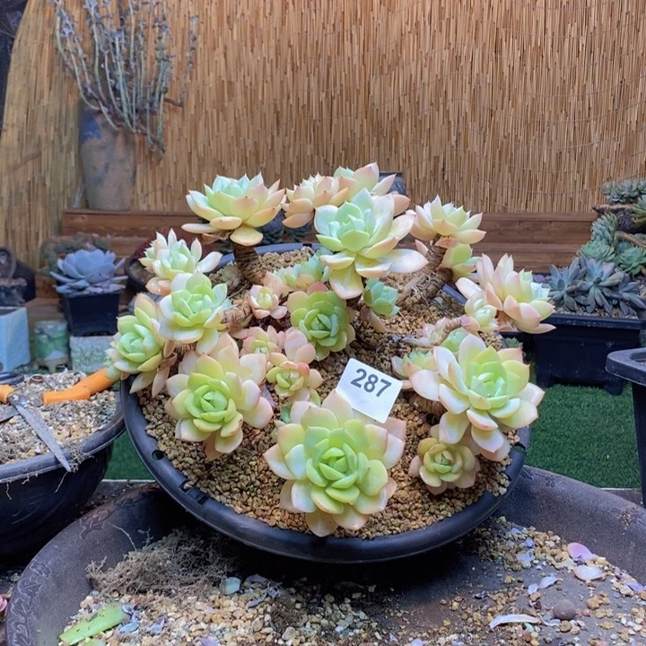 D***n288号白眉多肉植物