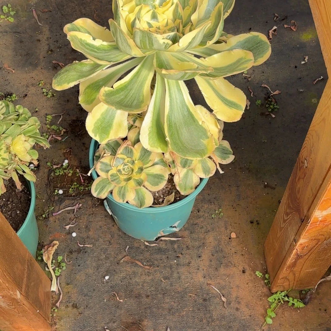 云南多肉植物燕姿