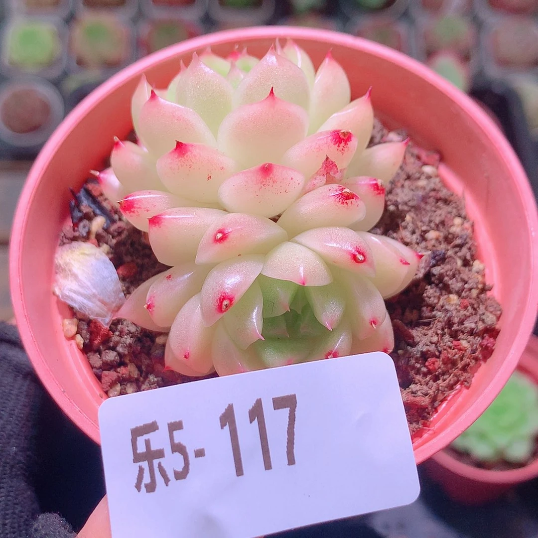乐然5-117 麦秆双头