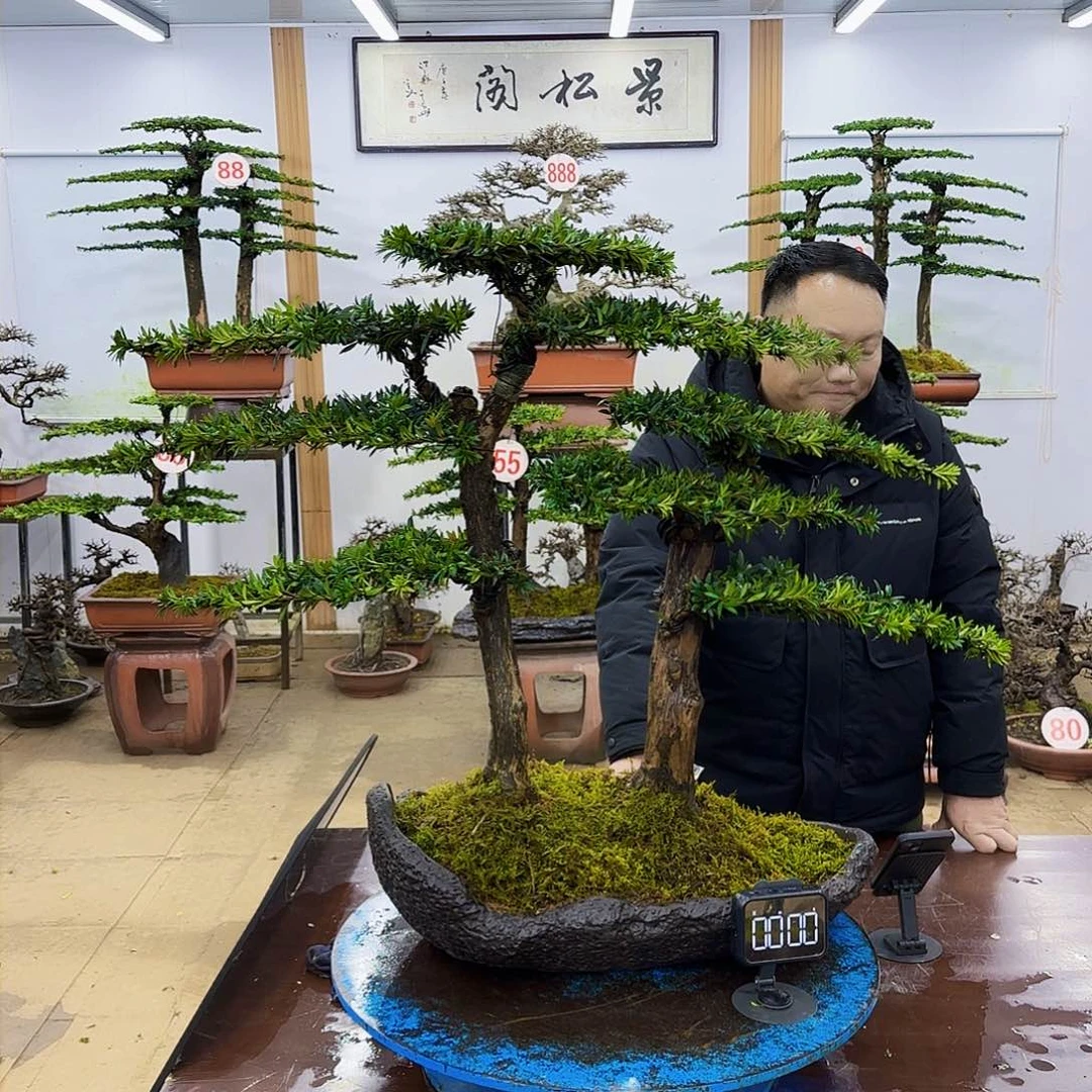 盆景欢迎大家一起来捡漏