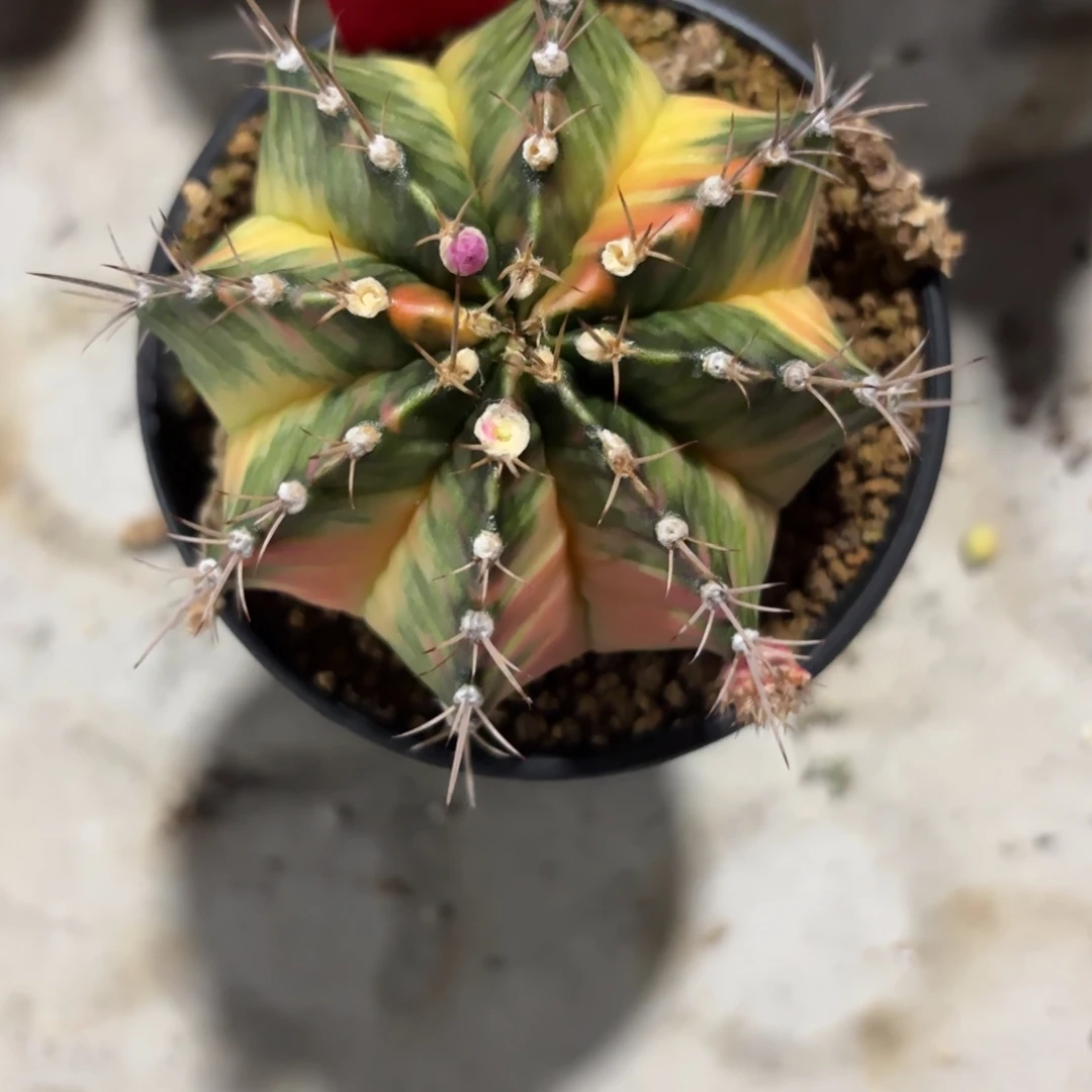 80-1219泰国发货多肉