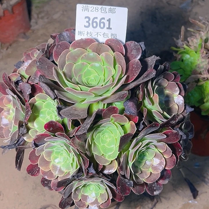 无花朵3661幽兰多肉植物2号