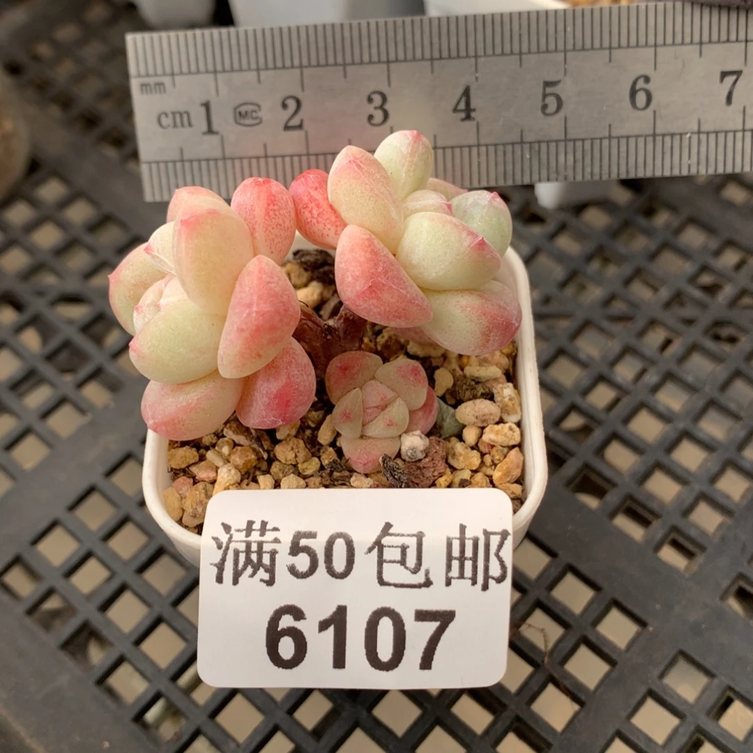 6107。小树冰玉三头。（带盆土 需备注
