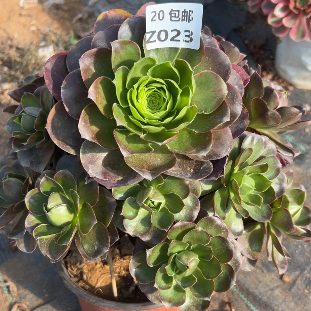 023魅金，满20包邮嘟叮熊