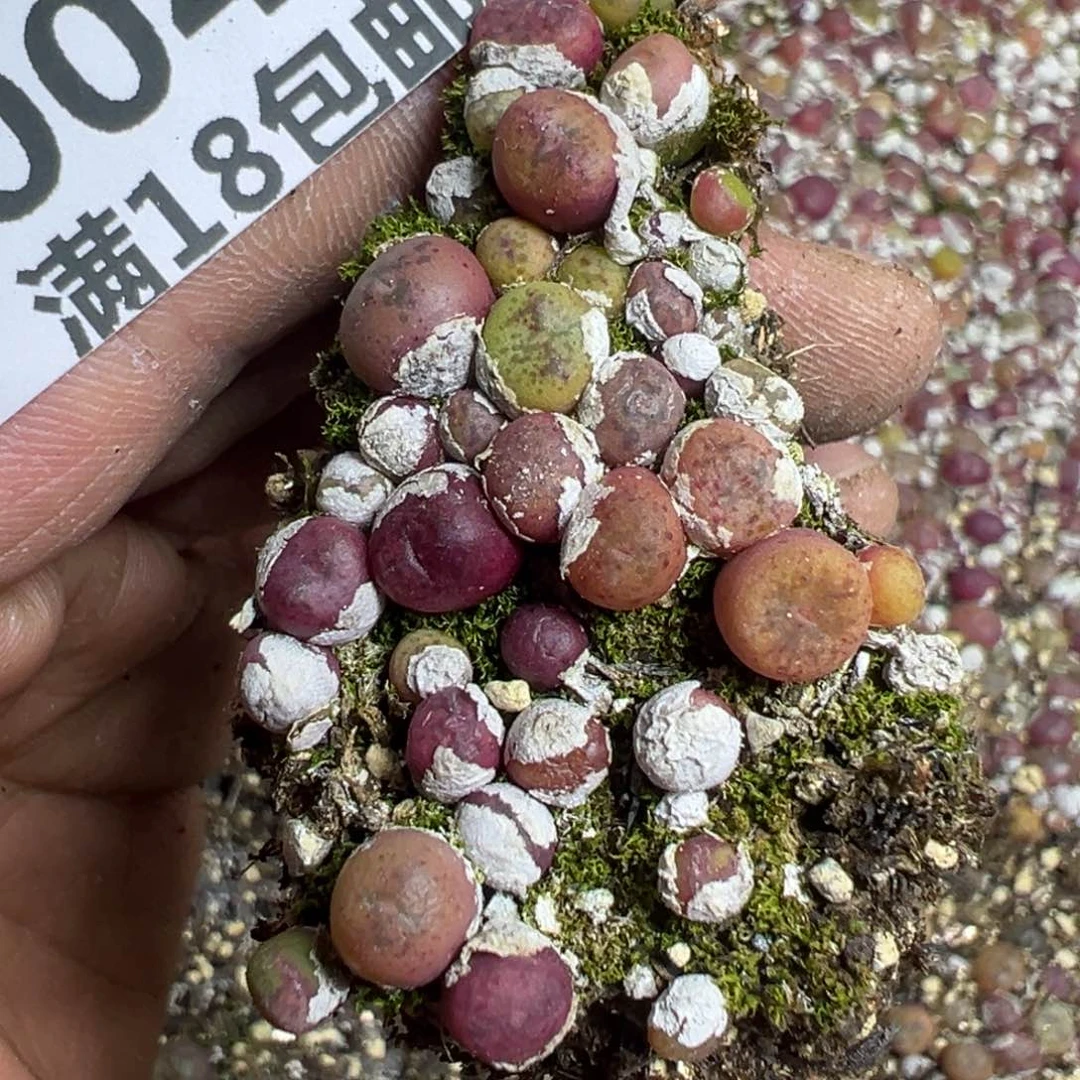 【闪购商品】 004。