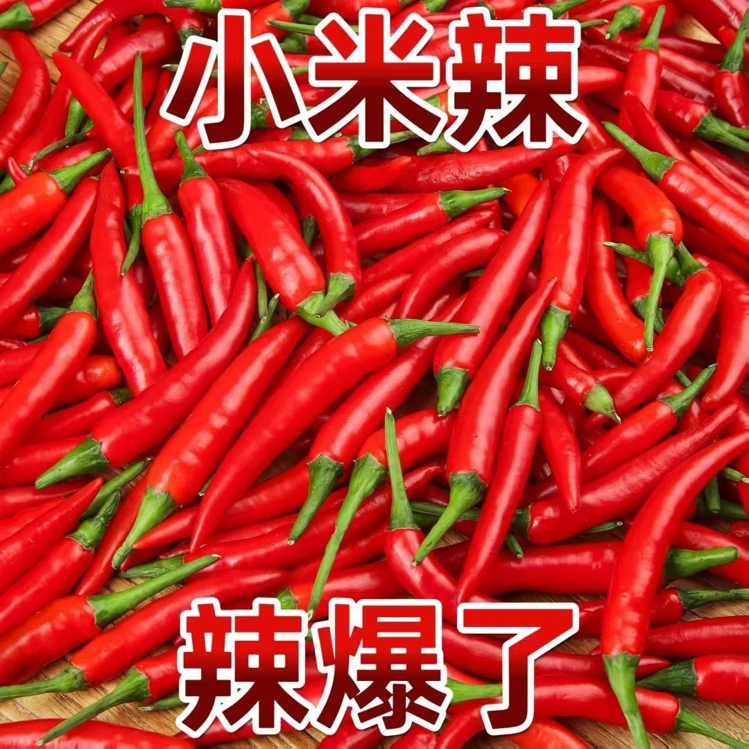 小米辣新鲜现摘现发红辣椒朝天椒指天椒手工挑选农家自种制辣椒