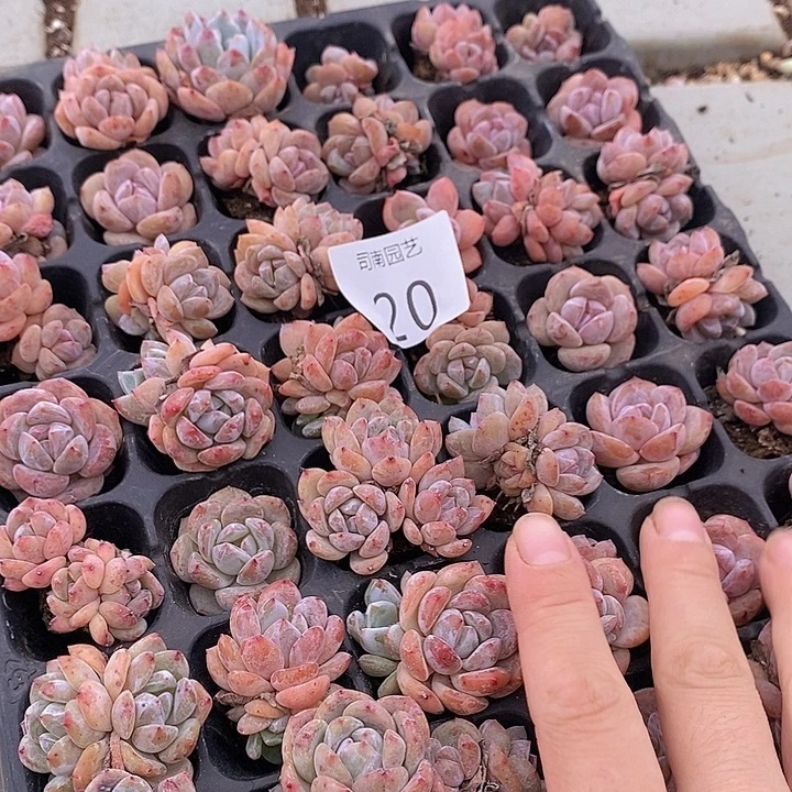 20 多肉植物盆栽植物