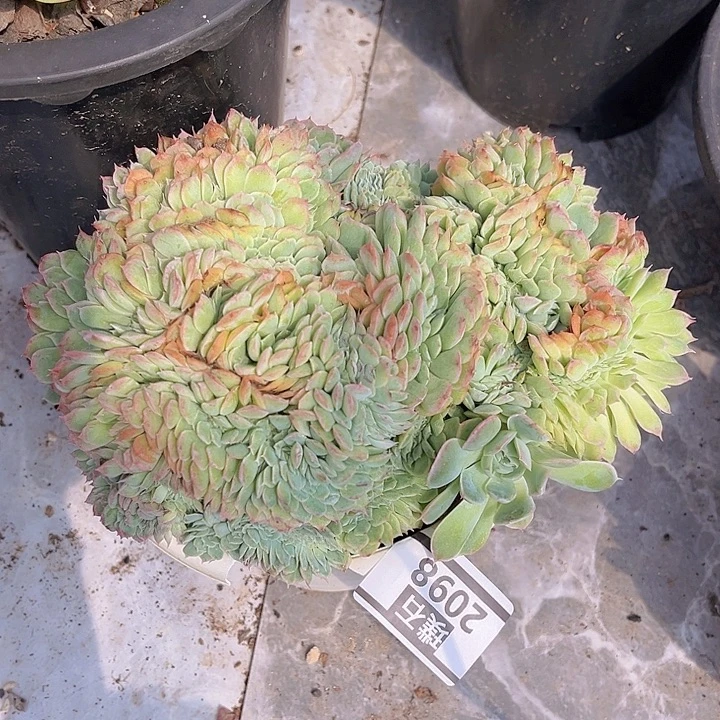桑切斯缀2098多肉植物