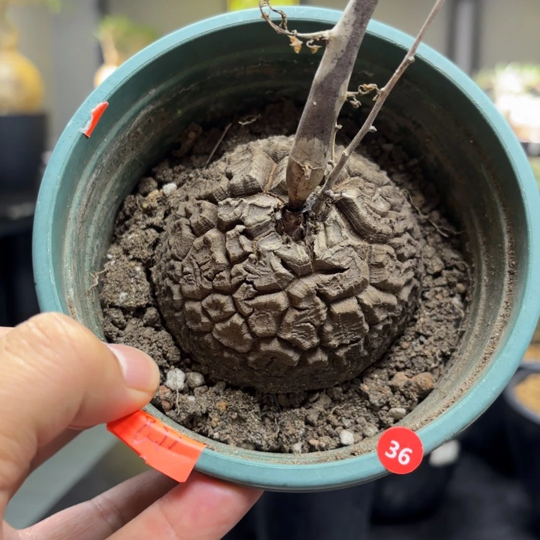 龟甲龙百卉植物园