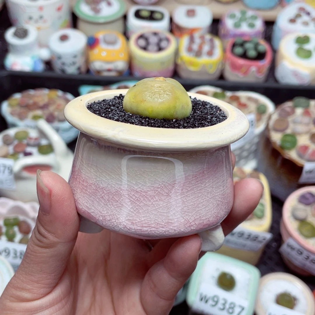 w9394 -零下地区拍保温箱 -15支持寄养