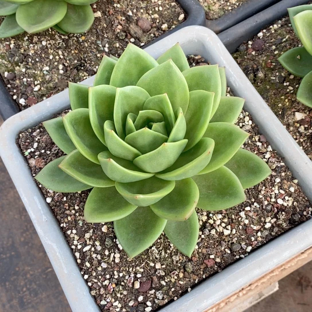 ❤️****福利特价翠花