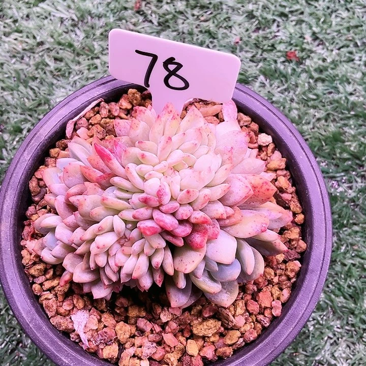 我是第一百个为妖刀应援滴