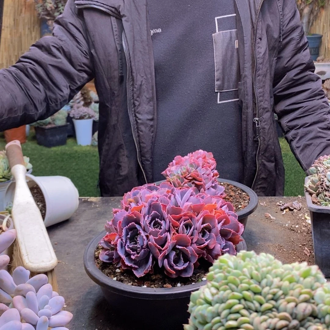 L**a134号晚霞之舞缀多肉