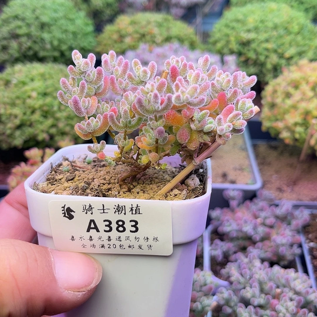 383优选冰晶造型多肉