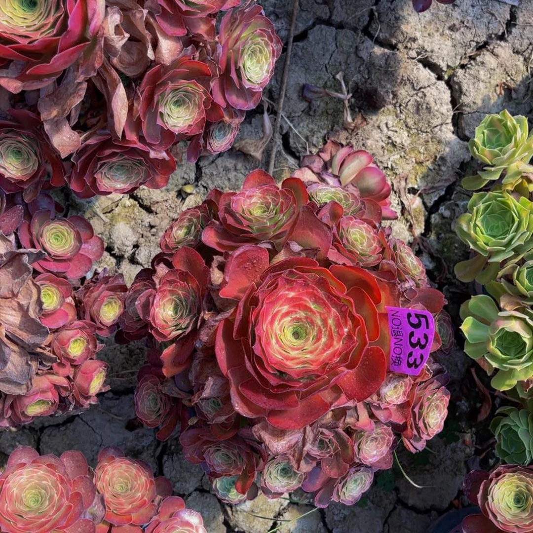 魅金玫瑰法师朵朵6-4