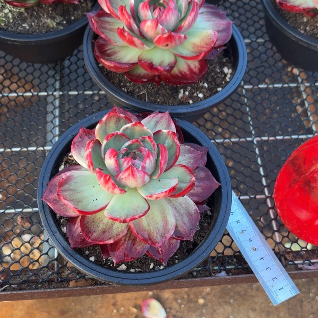 瑛***子刚回家好宝贝宝贝不能呢吧