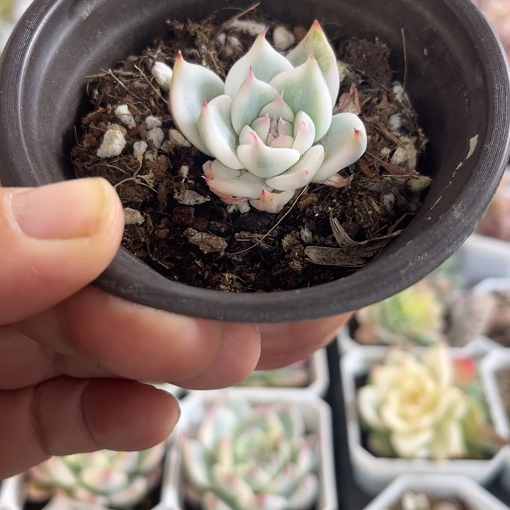 瓷白吉娃娃锦小而精557多肉