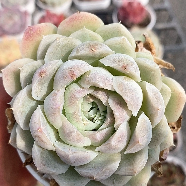 多肉植物一物一拍0067