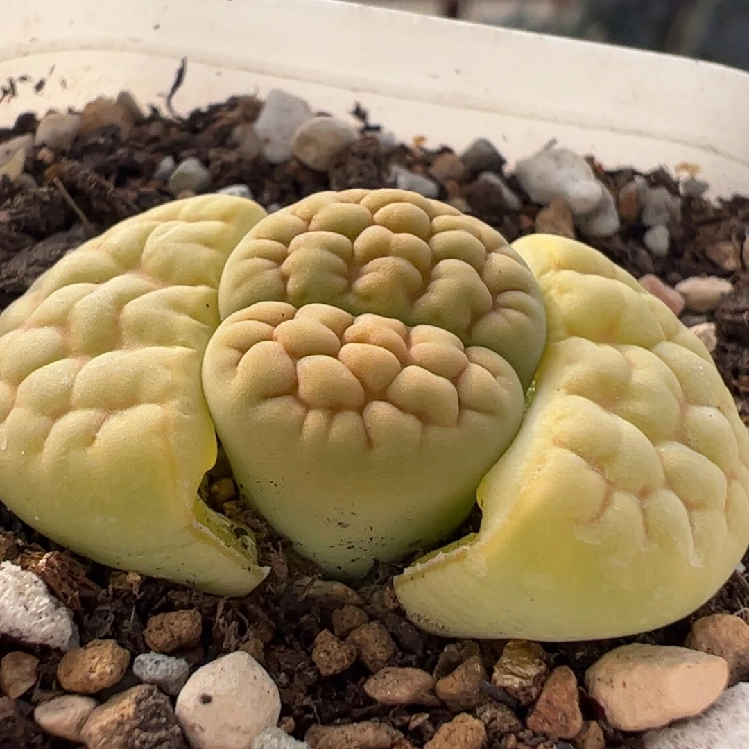 黄绿富贵母本多肉植物百科