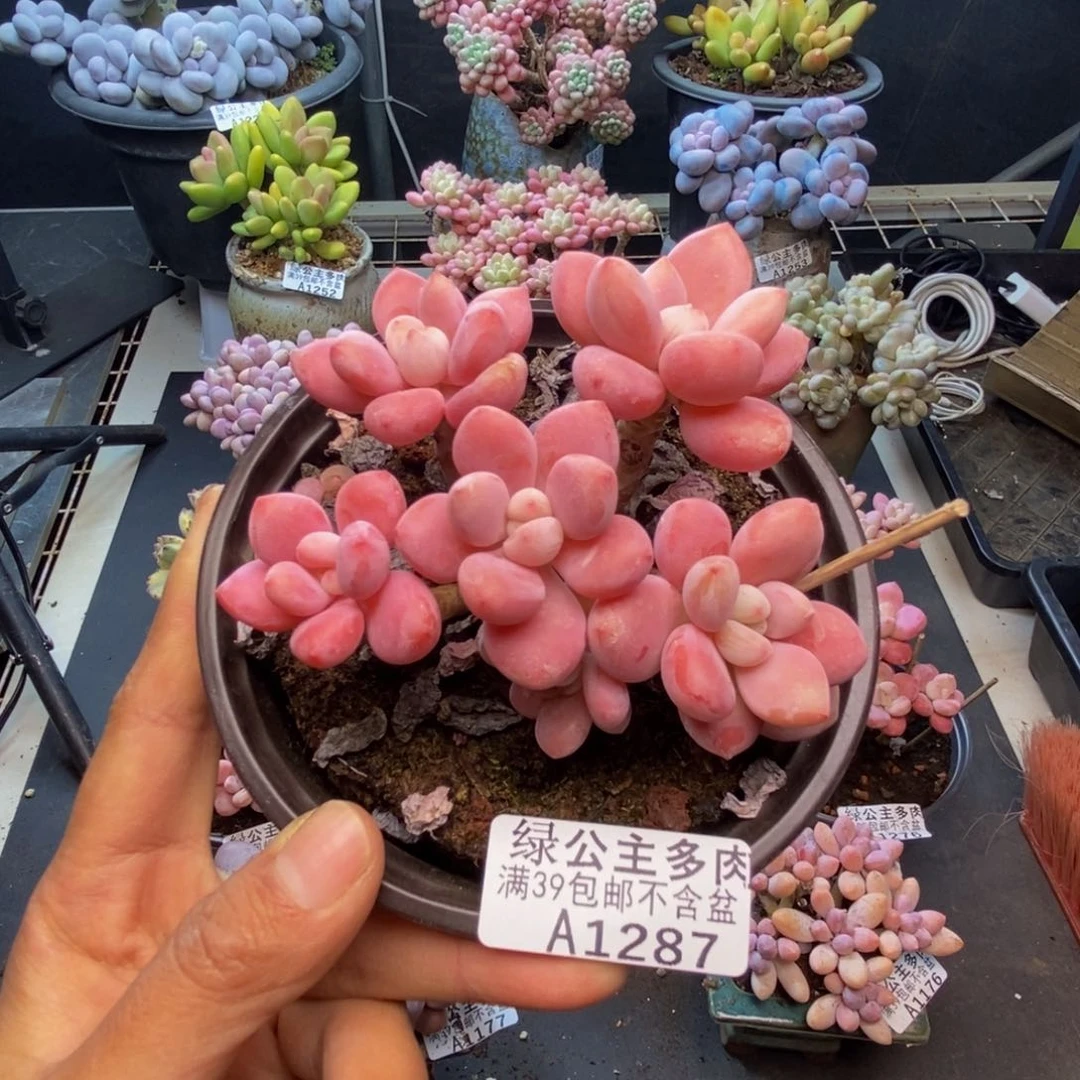287樱花洛神多肉8c m