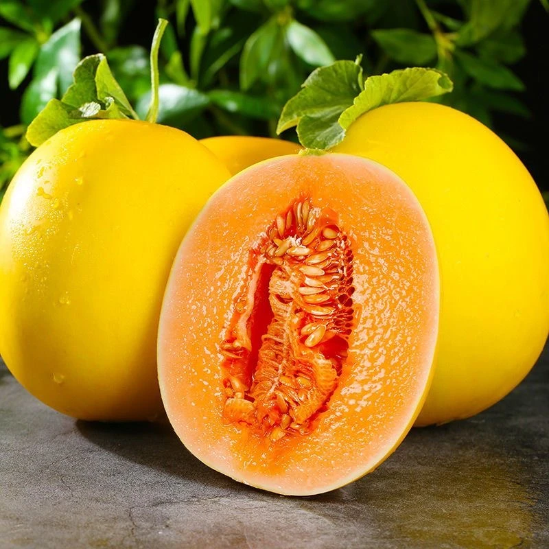 【自然熟】正宗民勤蜜瓜香甜多汁  产地直发新鲜当季JJ-7