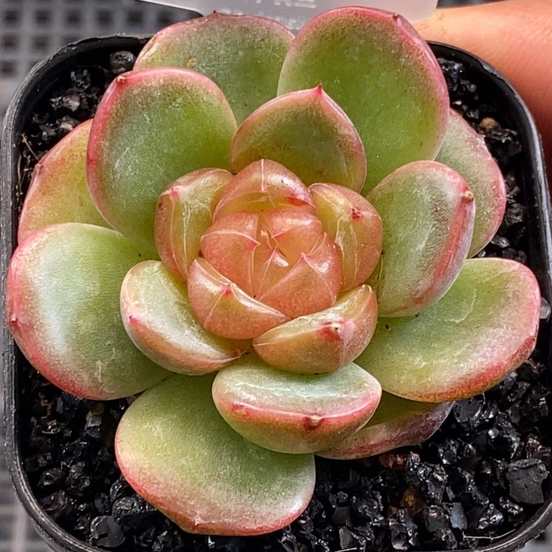 新品杂交个体喜欢的拍哦……