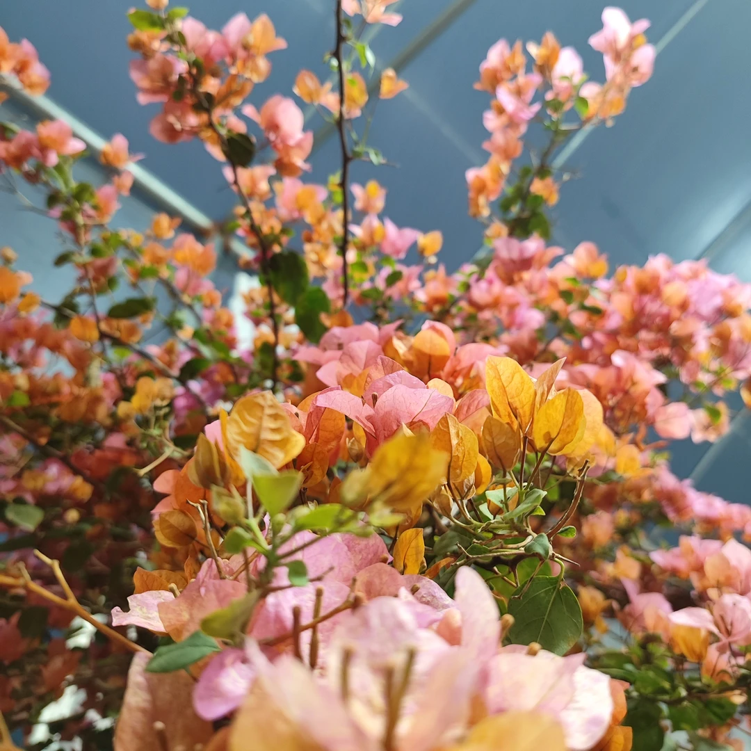【三角梅】倾城/热带花束/绿叶绿娜 品种齐全 绿植盆栽
