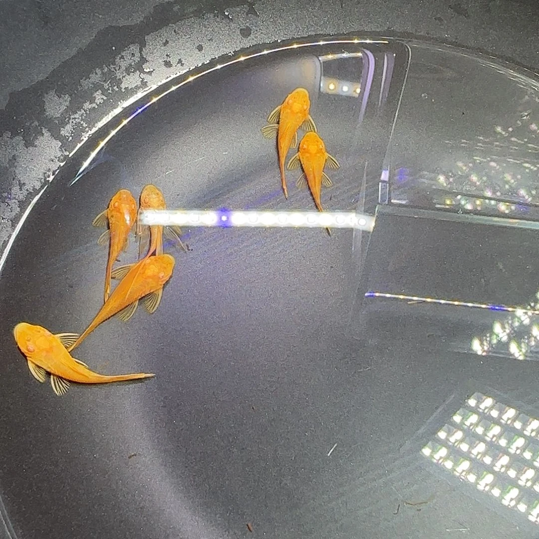 孔雀鱼六个胡子！！