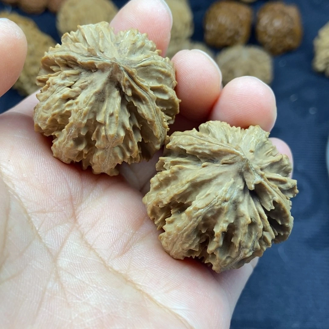 秦岭核桃灯笼绣球10号链接101010