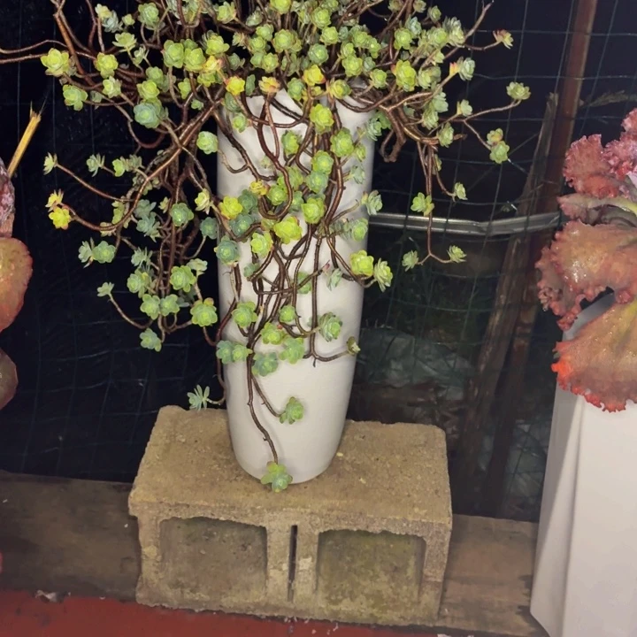小***子老桩精品肉肉搏花装带盆