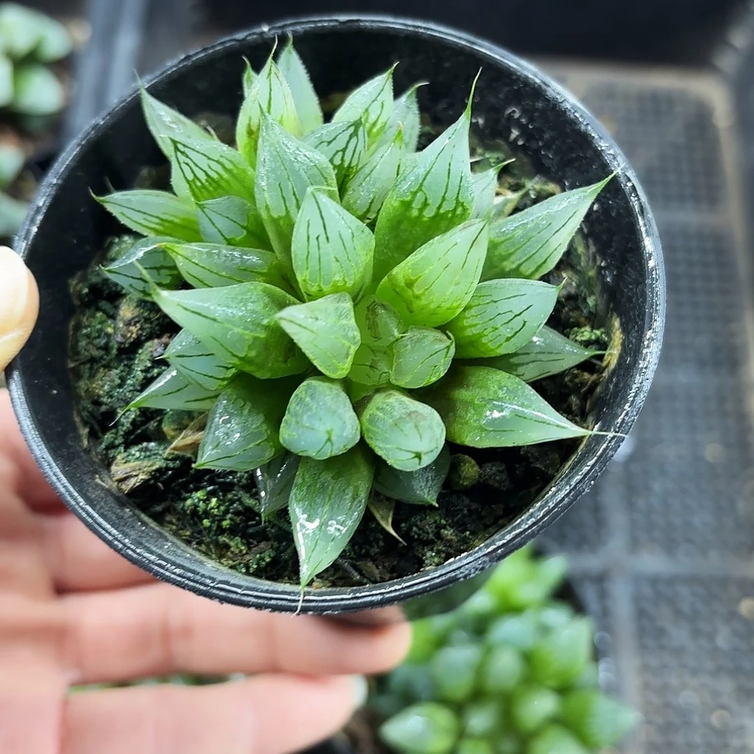 西亚基多肉植物666