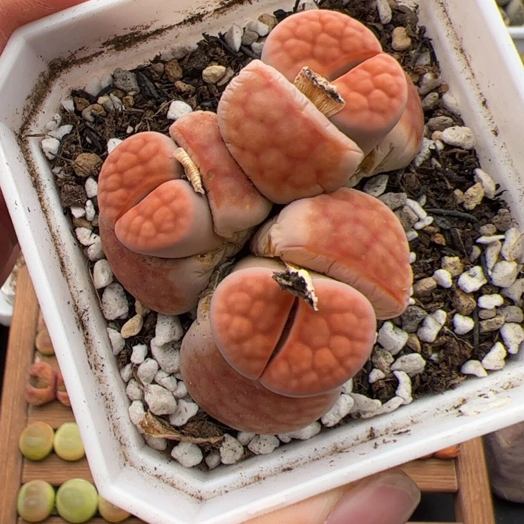 0297号花纹玉 多肉植物