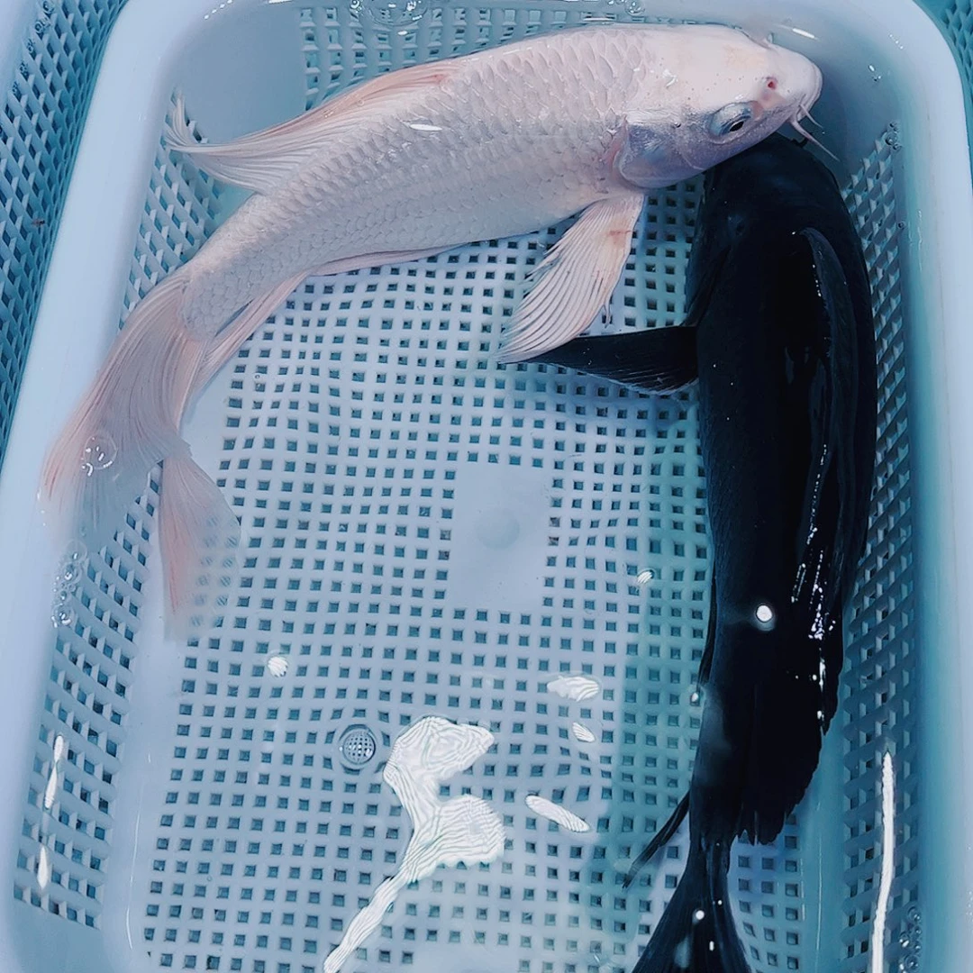 锦鲤锦鲤冷水观赏鱼