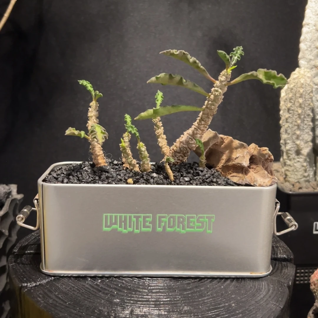 A10昼夜麒麟一物一拍