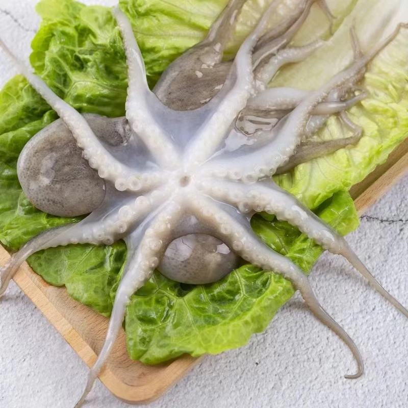 3斤  野生八爪鱼   短腿   顺丰冷链包邮