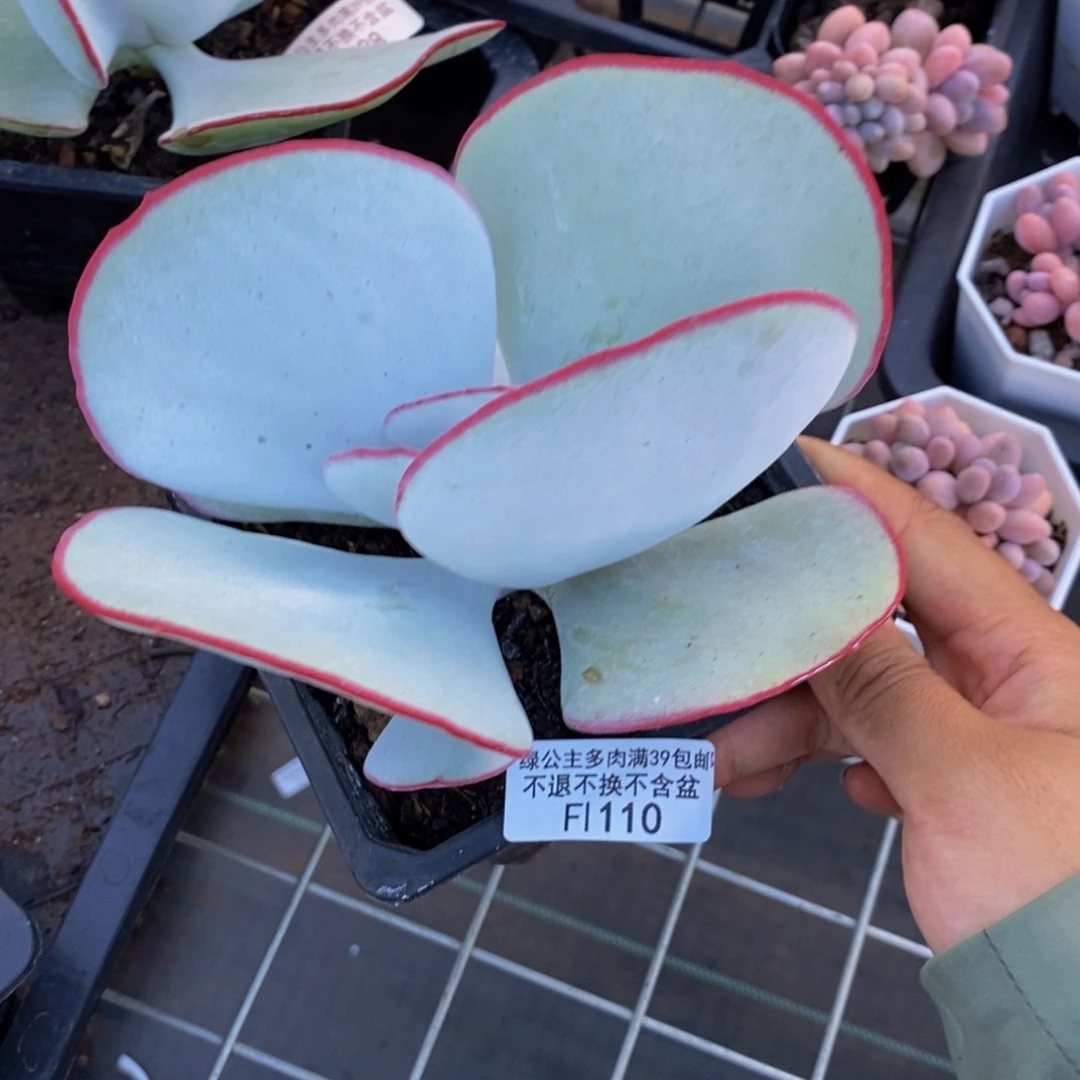 110白眉多肉肉12cm