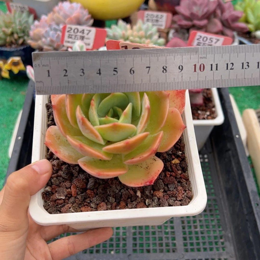 表妹精品多肉1092.