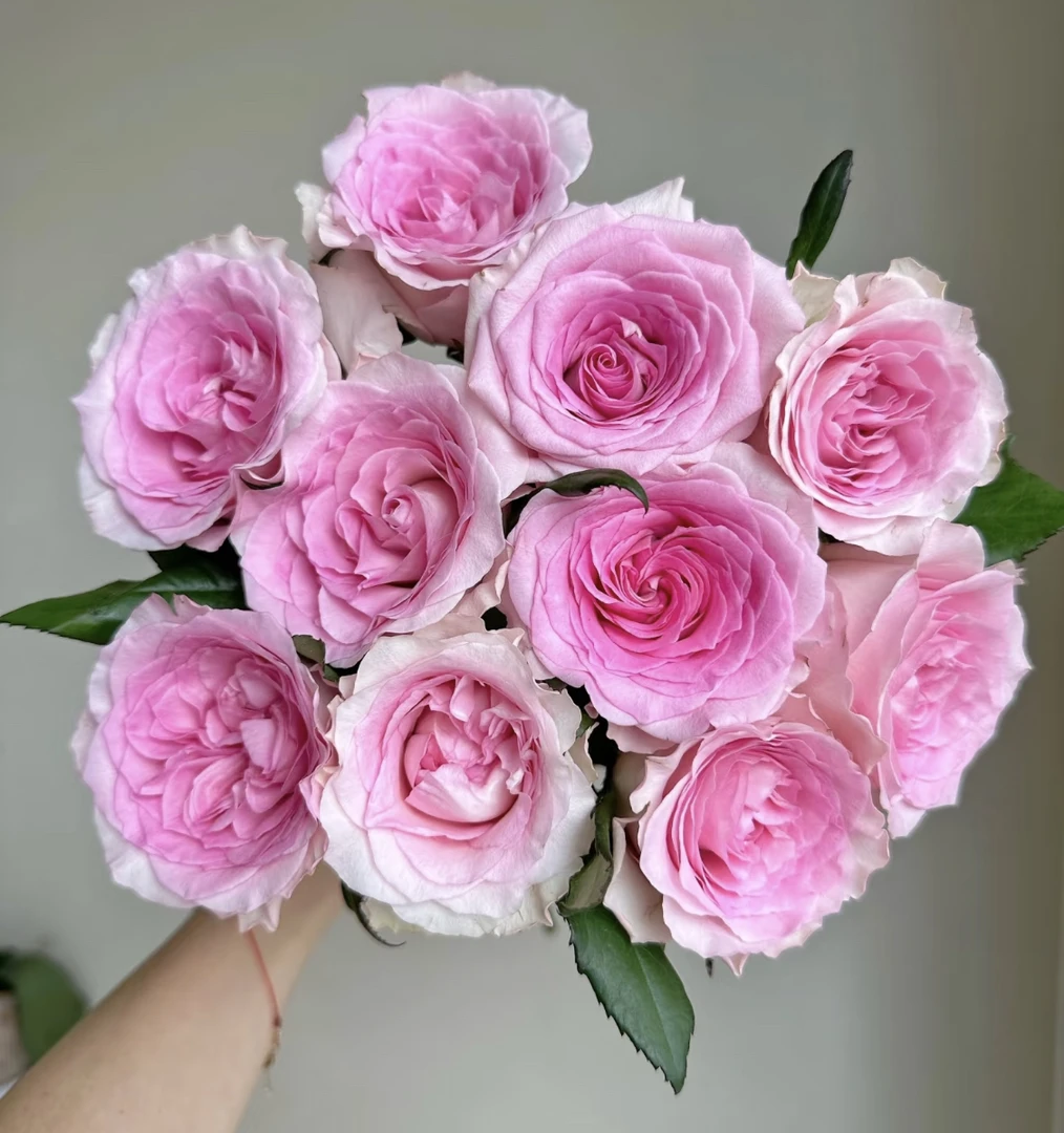 「曼曼」洛神8只➕2只防损  鲜花任意满两单包邮拒收不售后