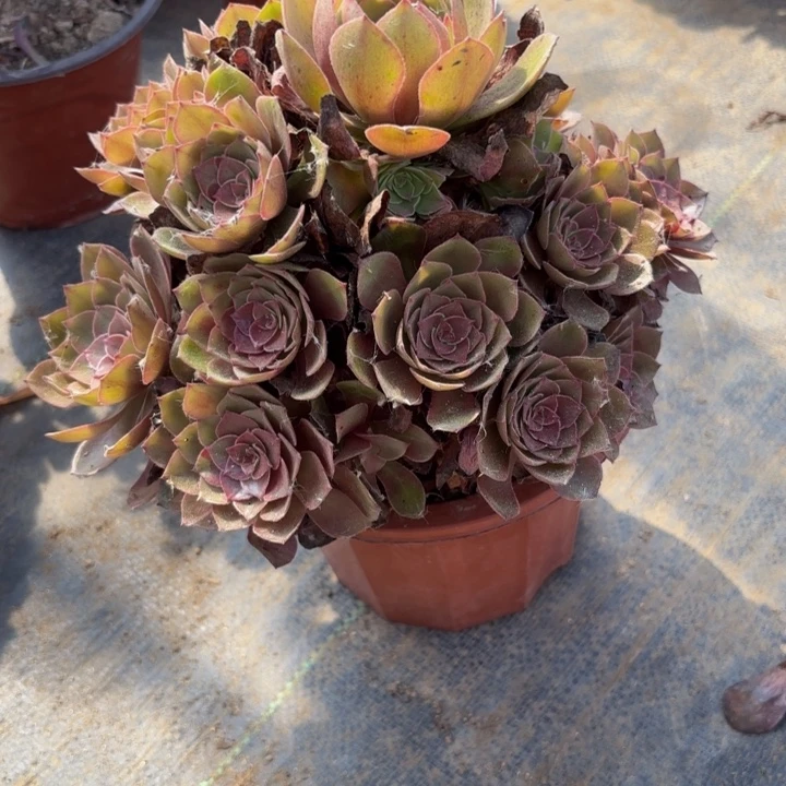 瑞妈多肉园艺933。新版桃花石