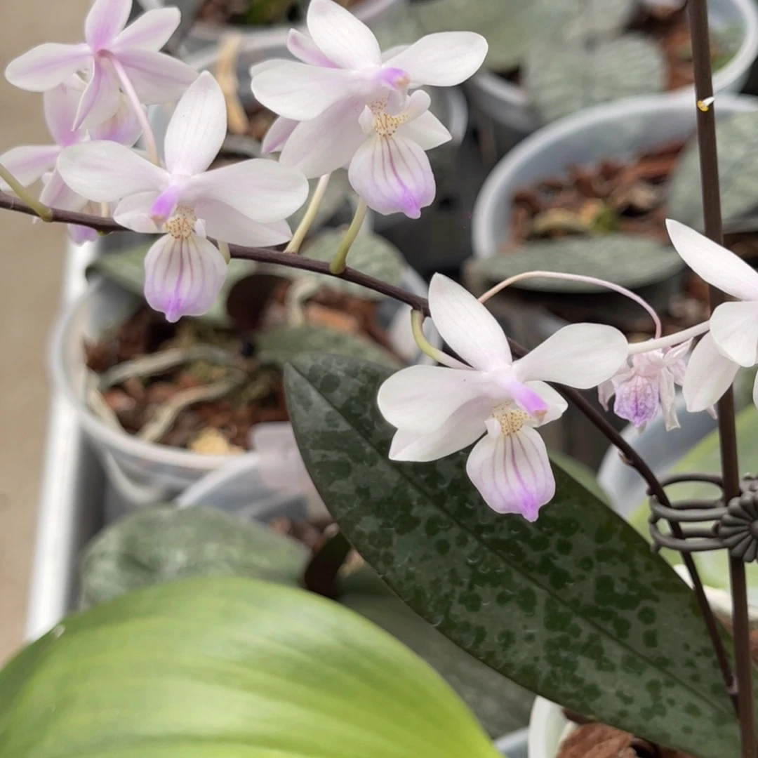 完全开放原种-林登-超级浓香-886