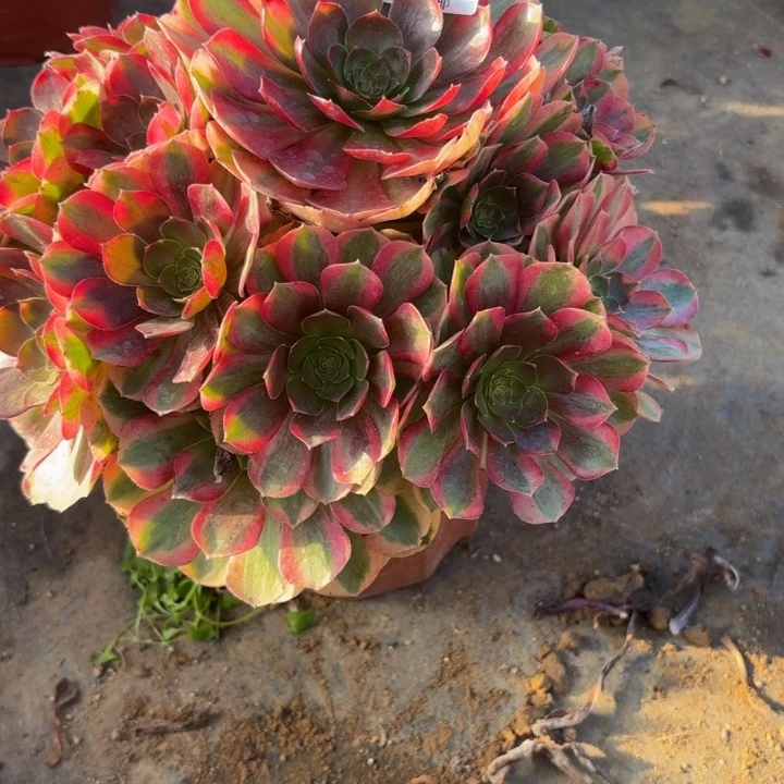 瑞妈，，，。。。。931雨荷