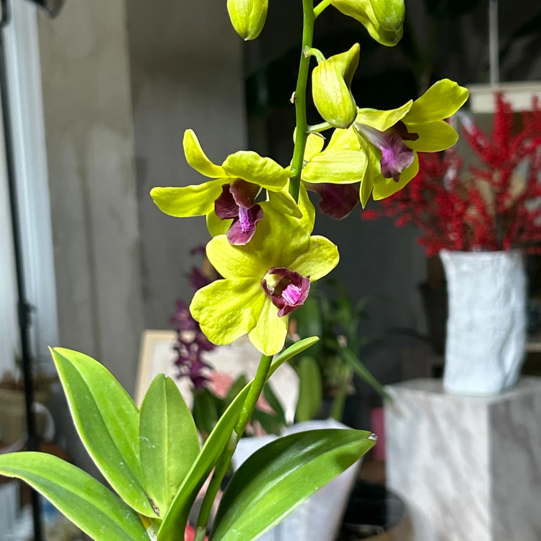 秋石斛：金童秋石斛1盆