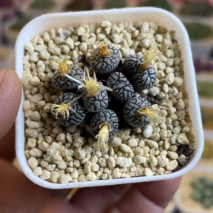 佳人园艺多肉生石花墨698