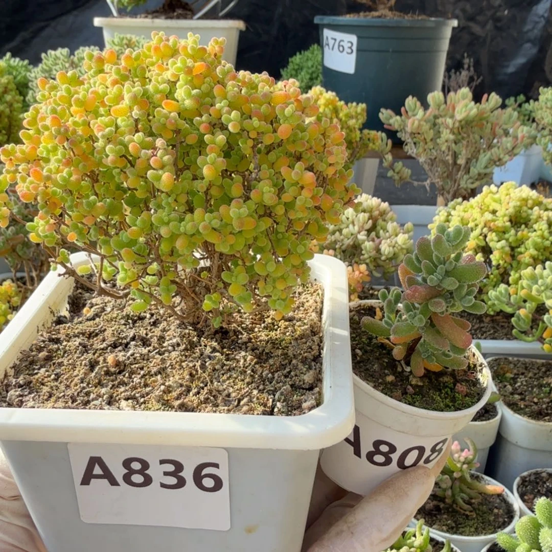 苏***沐A836蜜橘糖球808冰冰虾