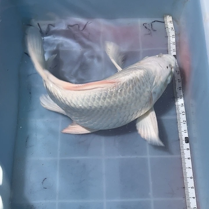 蝴蝶鲤鱼渔场直发155